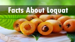 Interesting Facts About Loquat Fruit [upl. by Terina]