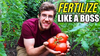 How to Fertilize Tomato Plants for a Dream Harvest [upl. by Annayehc86]