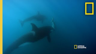 Orca released from captivity thrives in the wild  Behind the Scenes of Frozen Planet II  BBC Earth [upl. by Deste390]