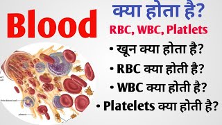 Blood components and their functions  Blood production [upl. by Cate]