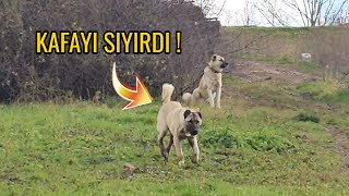 BU KÖPEK DELİRDİ DOMUZ YATAKLARINDAN 2 GÜNDÜR AYRILMIYOR   ATLASIN KENDİ GİBİ KIZI ÇIKTI [upl. by Nnaid]