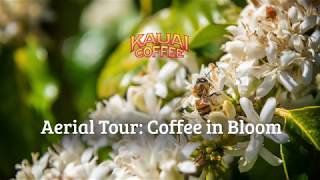 Aerial Tour Kauai Coffee in Bloom [upl. by Leorsiy]