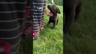 Chocolate lab chocolatelab puppy [upl. by Ploss686]