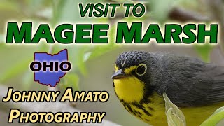 Johnny Amato Photography  Visit To Magee Marsh [upl. by Ettenal285]