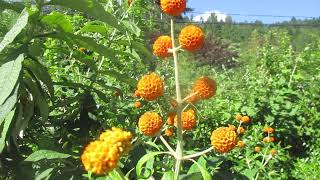 Amazing Buddleja globosa in Bloom [upl. by Betthel]