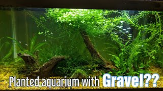 Planted Aquarium With Gravel  Very Easy [upl. by Irroc]