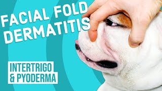 Facial Fold Dermatitis in Dogs [upl. by Asilim232]