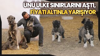 Sivas’ın Dünyaca Ünlü Kangal Köpeklerinin Fiyatı Adeta Altınla Yarışıyor [upl. by Chandra]