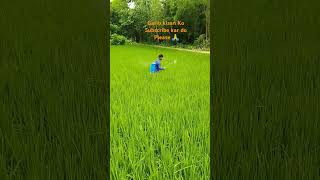 Agriculture paddy insecticide spray fungicide tricyclazole shorts agriculture [upl. by Herrick]