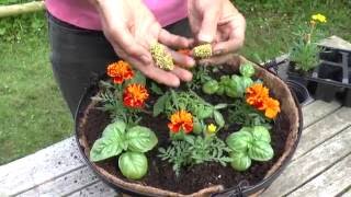 How To Grow tomatoes in hanging baskets [upl. by Callan812]