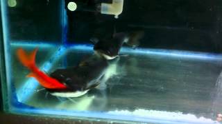 My Gulper Catfish 2014  23cm [upl. by Hudis665]