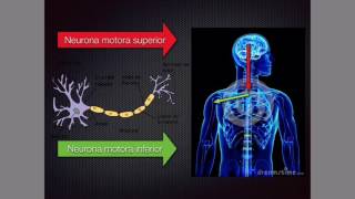 Neurona motora superior e inferior [upl. by Ellerrad]