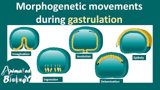 Morphogenetic movements  invagination involution ingression delamination amp epiboly [upl. by Annaoy]