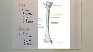 ANATOMİ13KONUAlt Ekstremite Kemikler Tibia ve Fibula [upl. by Wycoff]