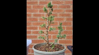 Picea Glauca first repot  17 Feb 24 [upl. by Manville995]