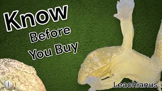 Leachianus Gecko  know before you buy [upl. by Maribelle]