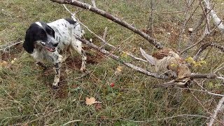 UN CACCIATORE DI BECCACCE XII Si comincia caccia alla Beccaccia [upl. by Noicnecsa371]