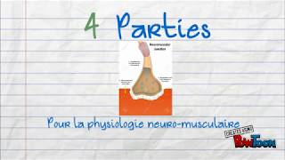 Chapitre 12  Physiologie neuromusculaire [upl. by Mellar]