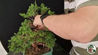 Chiudiamo lapice di un bonsai di ginepro costruito con rami lunghi [upl. by Rew644]