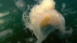 BBC Planet Earth Creatures of the Deep  Jellyfish [upl. by Hedy]