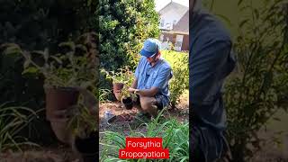 How to Propagate Forsythia Easily [upl. by Aser4]