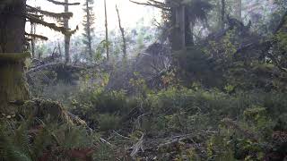 Blacktail Deer  Oregon Coast Range [upl. by Cos]