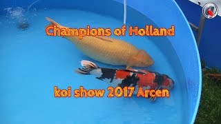 Champions of Holland koi show 2017 Arcen [upl. by Capon36]