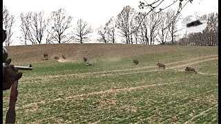 Wild boar driven hunting in December 2018  best moments 1 [upl. by Montgomery716]