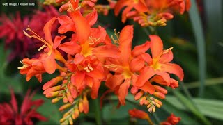 Crocosmia the colorful perennial with diabolical names  Gardening with Ciscoe [upl. by Xuaegram]