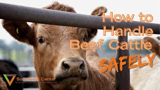 How To Work Cattle  Cattle Handling Tips [upl. by Kentigera]