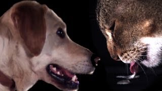 Cats vs Dogs in slow motion  Slo Mo 5  Earth Unplugged [upl. by Latty552]