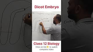 Dicot Embryo  Class 12 Biology dhimansbiology biologyclass12 embryo [upl. by Afas]