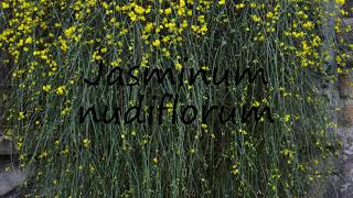 How to Pronounce Jasminum nudiflorum [upl. by Schilit]