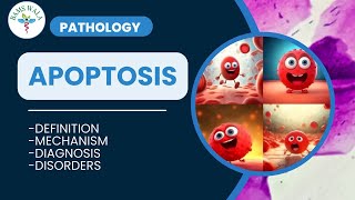 APOPTOSIS  PATHOLOGY  MBBS  BAMS  By BAMS WALA [upl. by Auliffe]