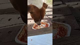 Dog eats spaghetti and meatballs 3 [upl. by Enelahs]