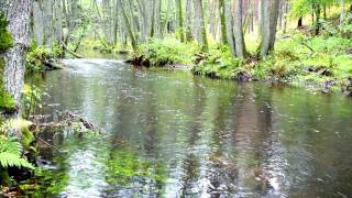 Grayling fly fishing  Lipienie na sztuczną muchę  Part 1 [upl. by Suirradal220]