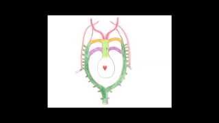 Medical Embryology  Development of the Aortic Arches and Large Arteries [upl. by Chadd]