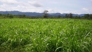 Características del Ensilaje de Maiz y Pasto Tifton 85  TvAgro por Juan Gonzalo Angel [upl. by Neztnaj]