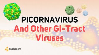 Picornavirus Microbiology  Enterovirus Rhinovirus Aphthovirus and Cardiovirus Virology [upl. by Redmer]