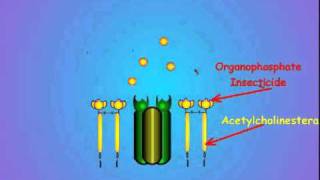 7 Acetylcholinesterase and Insecticide Inhibition [upl. by Nitin]