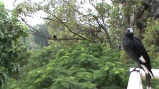 Currawong song [upl. by Licna]