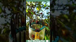 Best working day 1853 The process of harvesting the Rosa laevigata Michx [upl. by Kcirderfla]