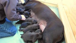 Chocolate Lab Puppies  Day 1 [upl. by Meter]