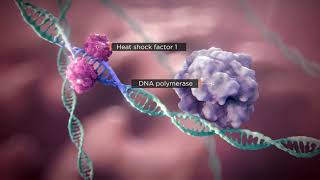 The Science of Heat Shock Proteins in Proteostasis [upl. by Aiksas860]