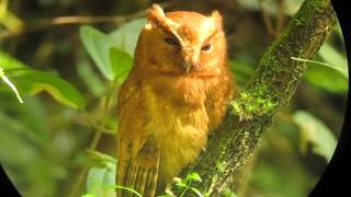 Cinnamon Screech Owl Megascops petersoni 3 San Vicente de Chucuri E Andes [upl. by Annette]