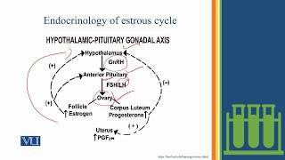 Stages in Estrous Cycle Studies on the Effects  Physiology Practical  ZOO519PLecture08 [upl. by Menon]