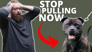 HOW TO STOP STAFFORDSHIRE BULL TERRIER FROM PULLING [upl. by Perrins]