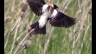 Bobolink In Flight Singing HQ HD [upl. by Eilhsa]