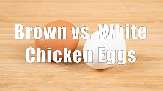 Brown vs White Chicken Eggs Fact amp Myths 700 Calorie Meals DiTuro Productions [upl. by Kinelski815]