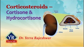 Corticosteroids  Cortisone amp Hydrocortisone  Corticosteroids  YR Pharma Tube  DrRajeshwar Yerra [upl. by Vod497]